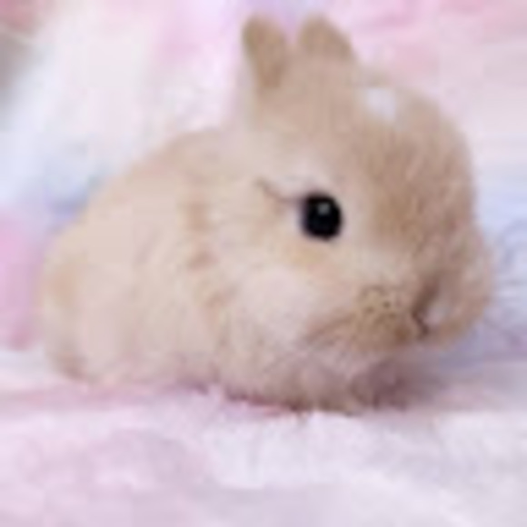 sugarbunniez233